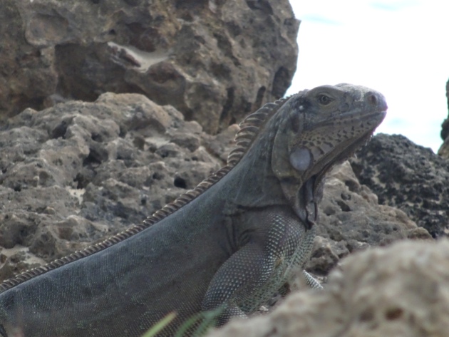 Lizard at Pigeon Point