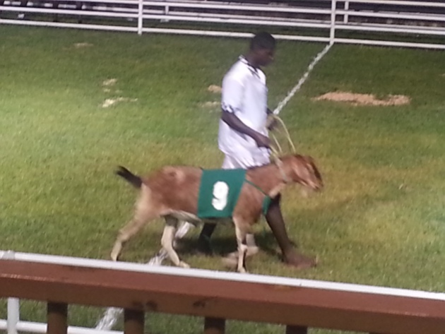 The Jockeys run alongside their goats